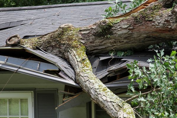 Cost of Storm Remediation in Avon
